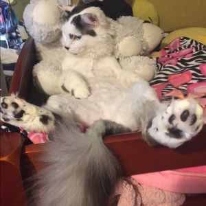 Meet your Posher, Julia